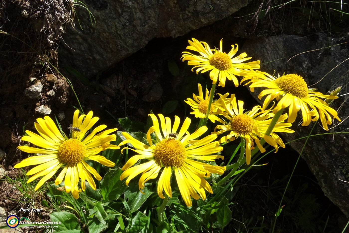 29  Doronicum grandiflorum Lam. - Doronico dei macereti.JPG